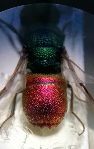 Réf. 273 766 : Chrysis interjecta